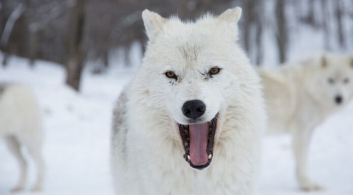 What Do You Call a Group of Wolves? what do you call a group of wolves amazon quiz